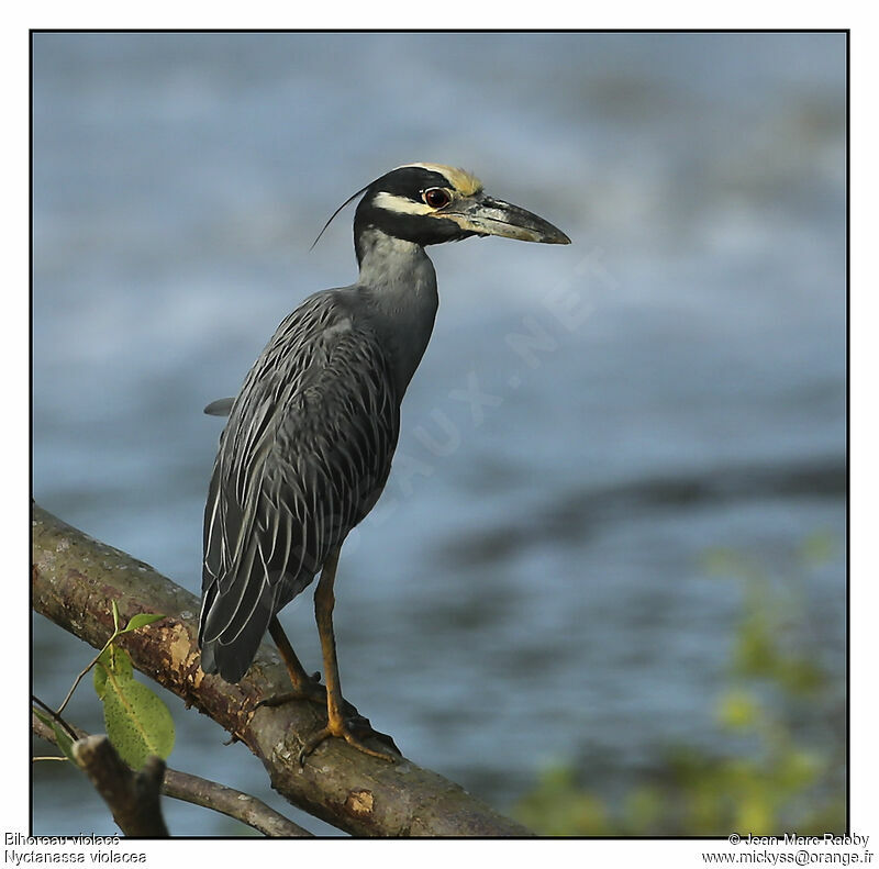 Yellow-crowned Night Heron, identification