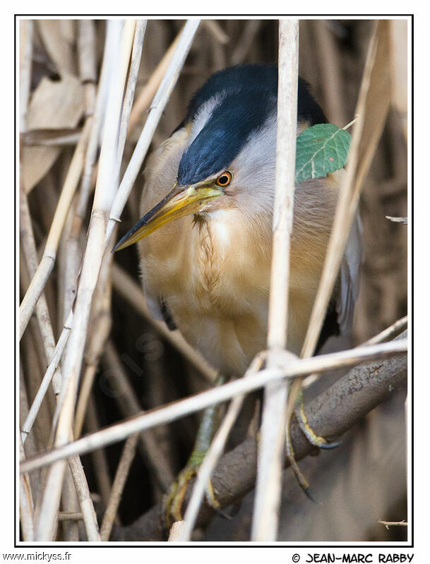 Little Bittern, identification