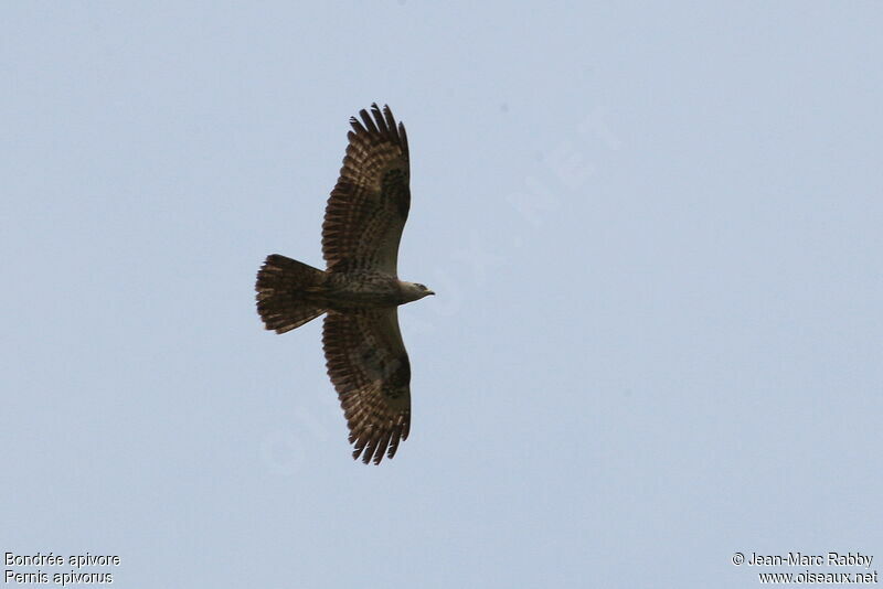 European Honey Buzzard, Flight