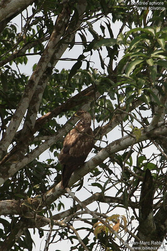 European Honey Buzzard