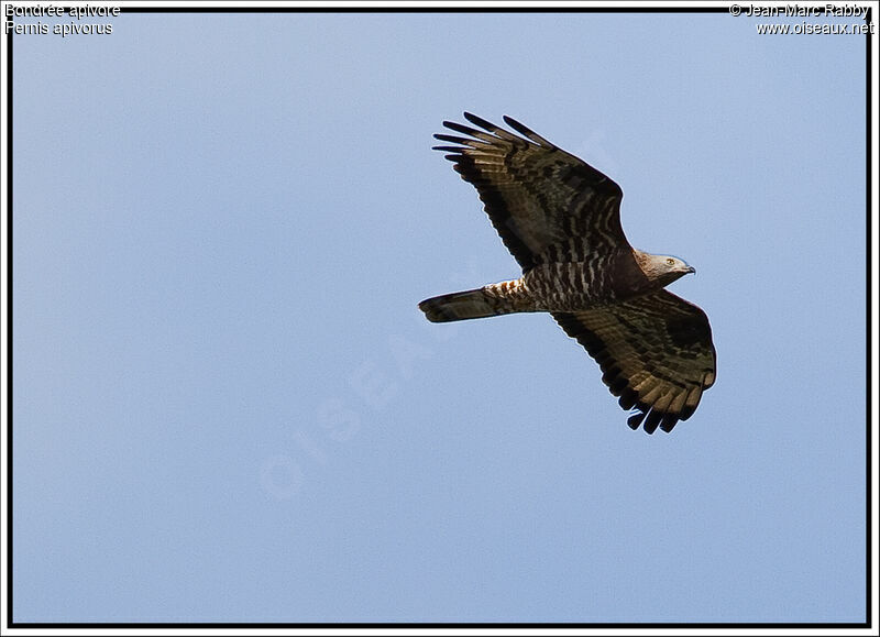 European Honey Buzzard, Flight