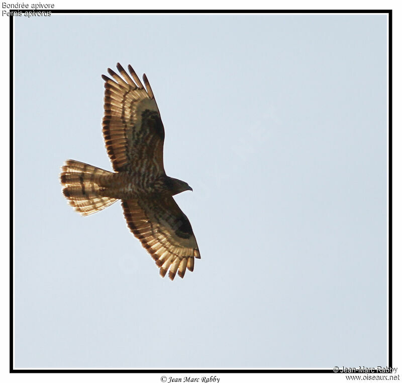 European Honey Buzzard, Flight