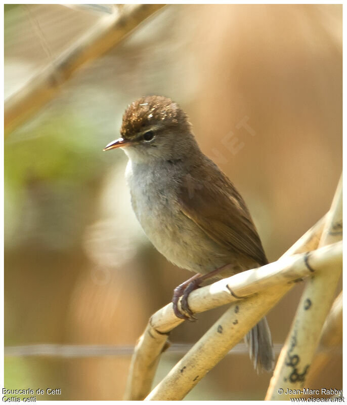 Cetti's Warbler, identification