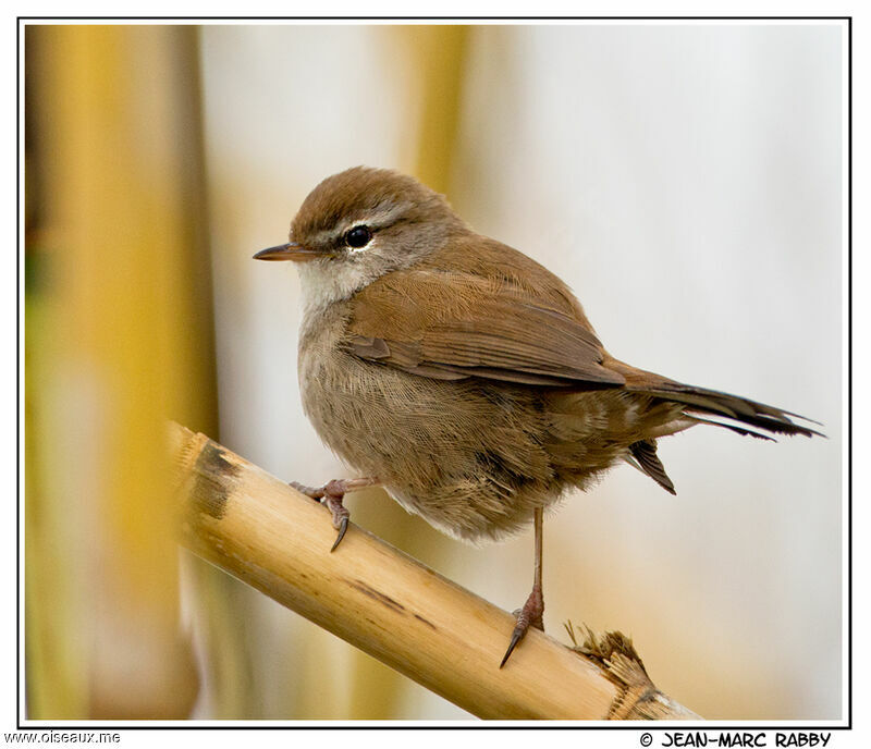 Cetti's Warbler male, identification