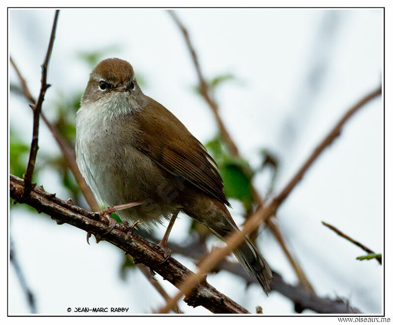 Bouscarle de Cetti mâle, identification