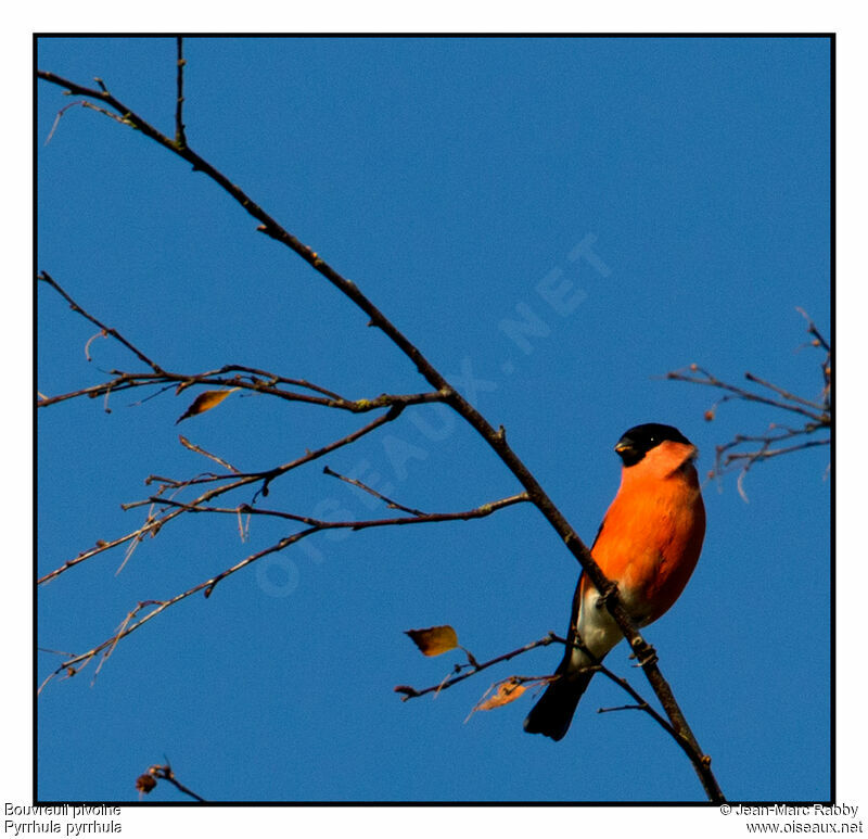 Eurasian Bullfinch, identification