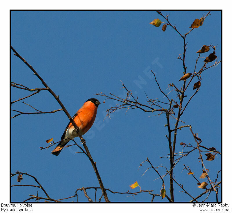 Eurasian Bullfinch, identification