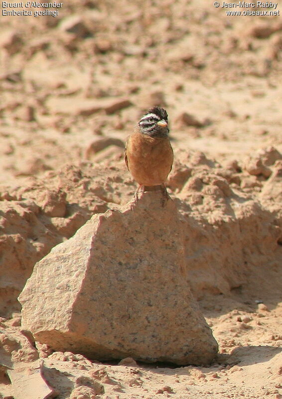 Bruant d'Alexander, identification