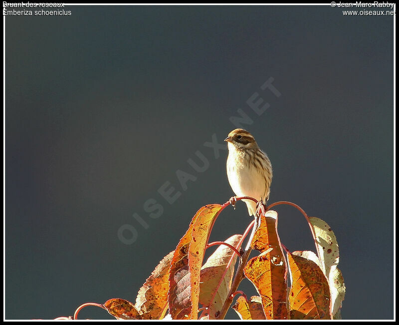 Bruant des roseaux, identification