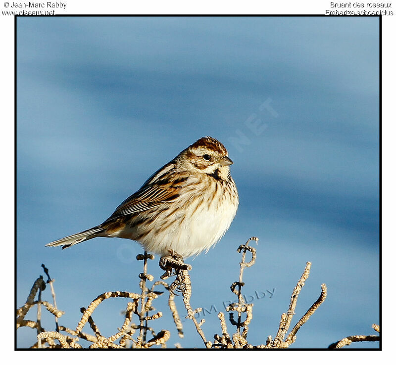 Common Reed Bunting, identification