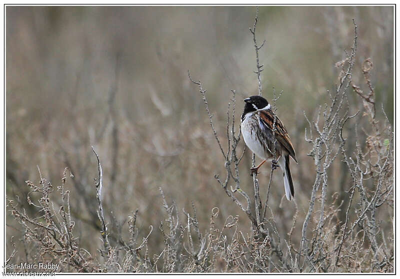 Bruant des roseaux mâle adulte nuptial, identification