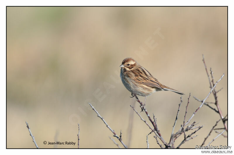 Common Reed Bunting, identification