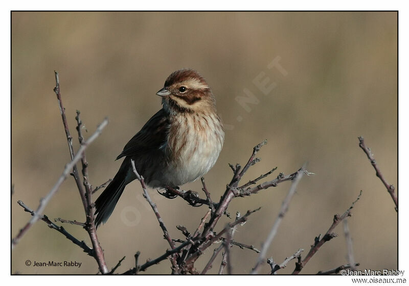 Bruant des roseaux, identification