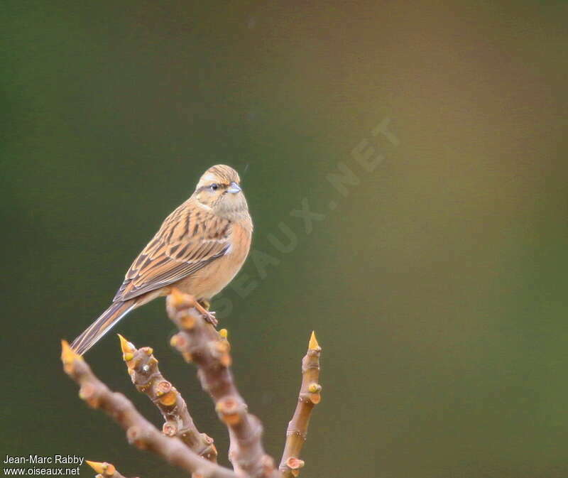 Bruant fou1ère année, identification