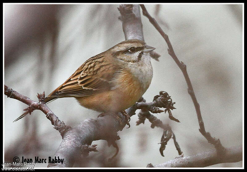 Bruant fou mâle 2ème année, identification