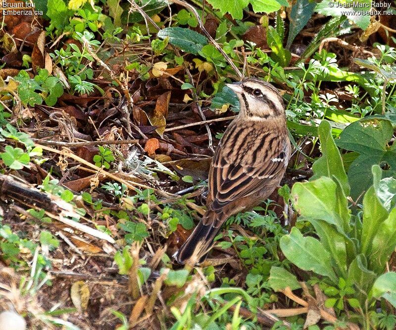 Rock Bunting, identification