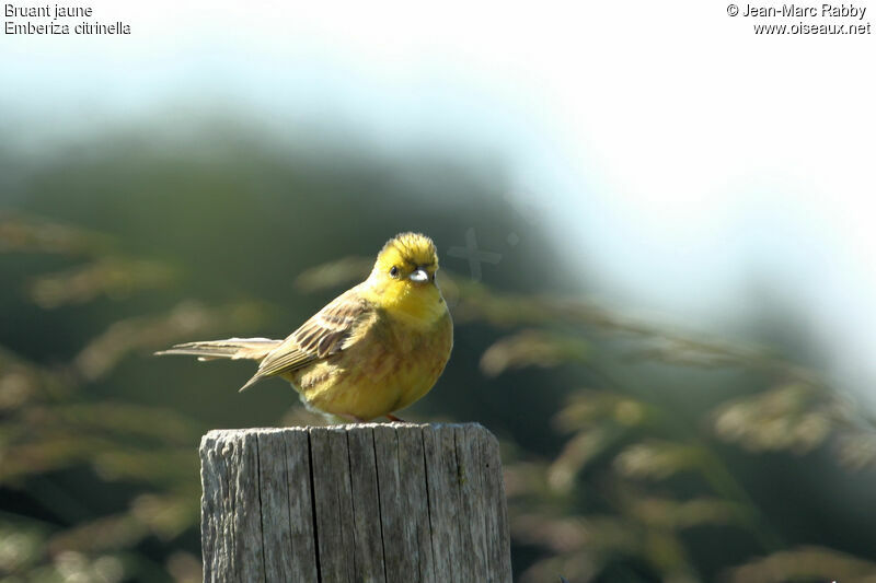 Bruant jaune, identification