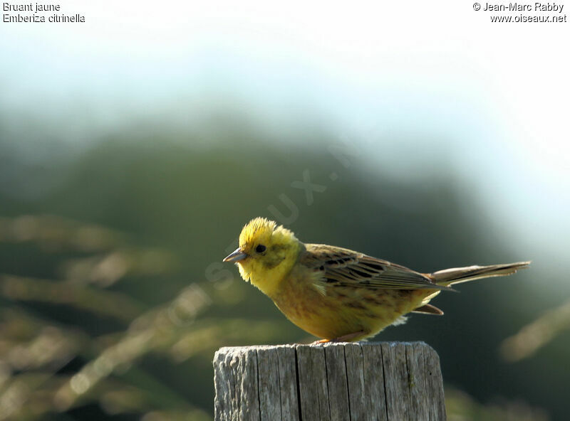 Bruant jaune, identification