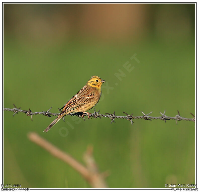 Bruant jaune, identification