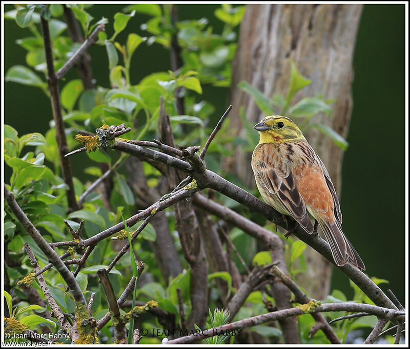 Bruant jaune, identification