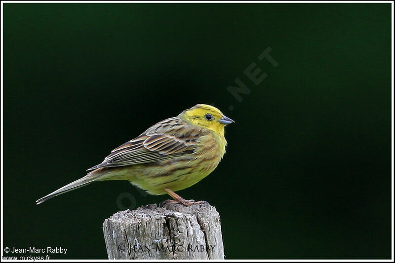 Bruant jaune, identification