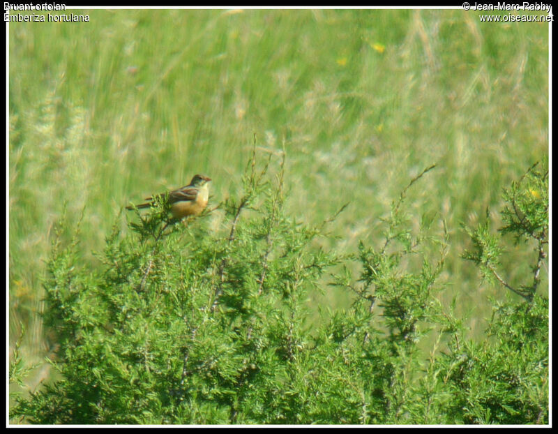 Ortolan Bunting