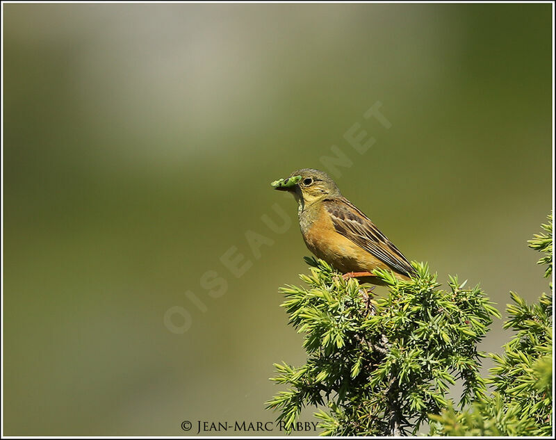 Bruant ortolan, identification