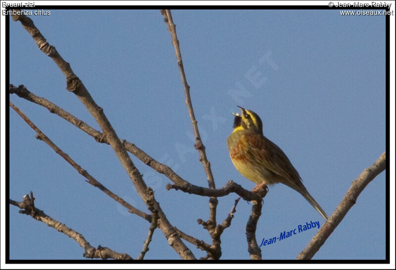 Cirl Bunting, identification