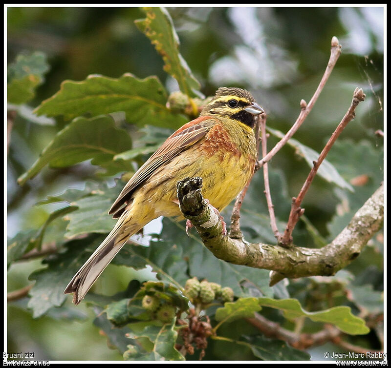 Bruant zizi, identification