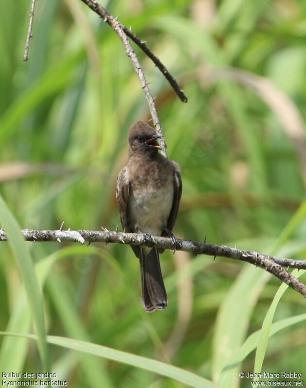 Common Bulbul