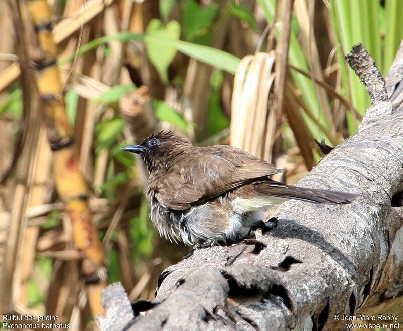 Bulbul des jardins