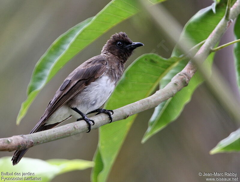 Common Bulbuladult, identification