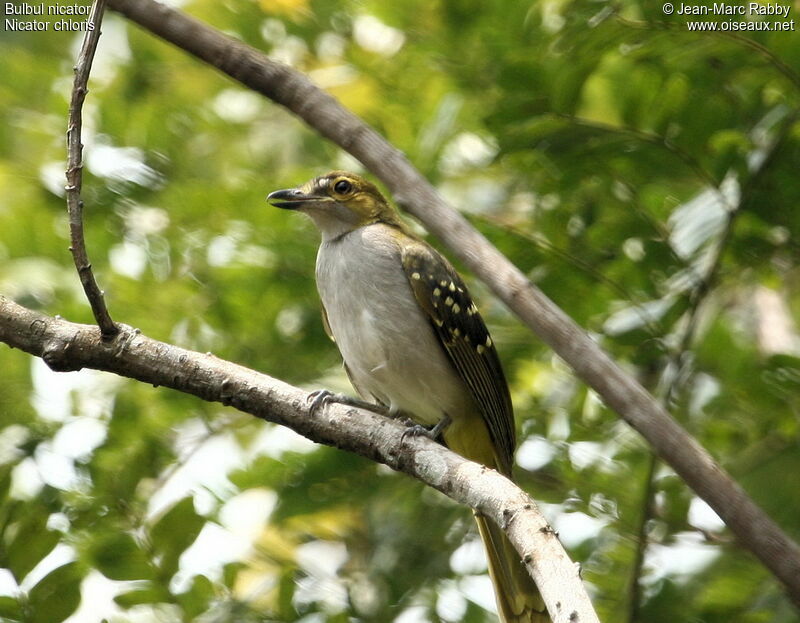 Bulbul nicator, identification