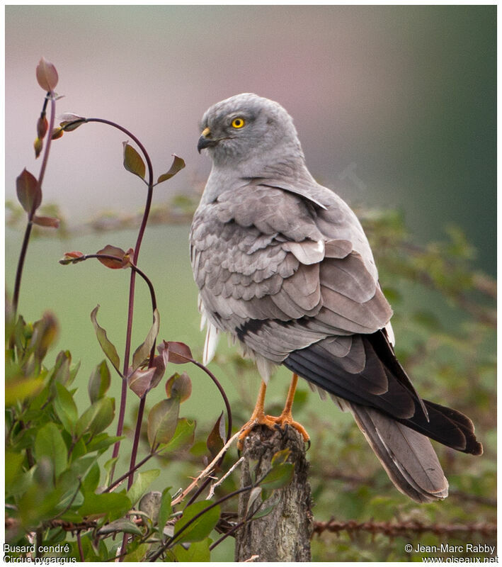 Montagu's Harrier male, identification