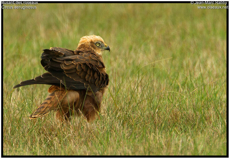 Western Marsh Harrier, identification