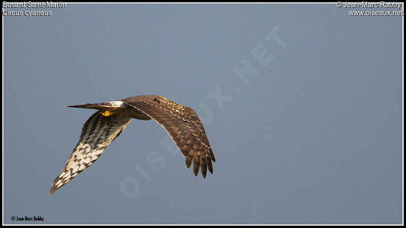 Hen Harrier, Flight