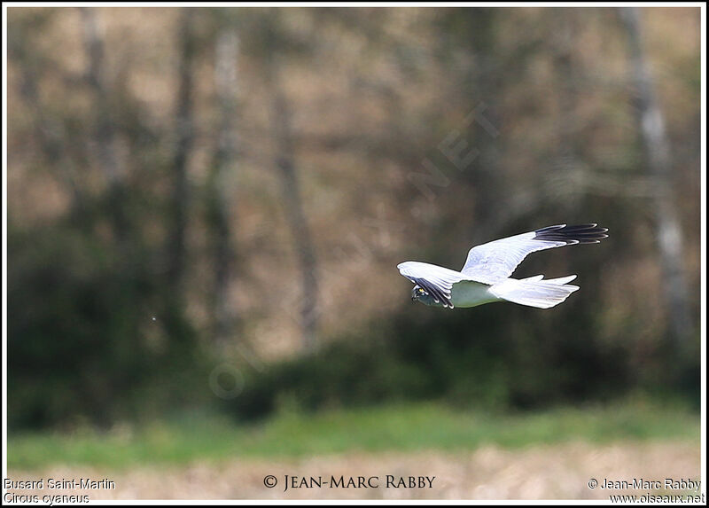 Hen Harrier, identification