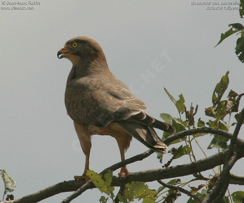 Grasshopper Buzzard