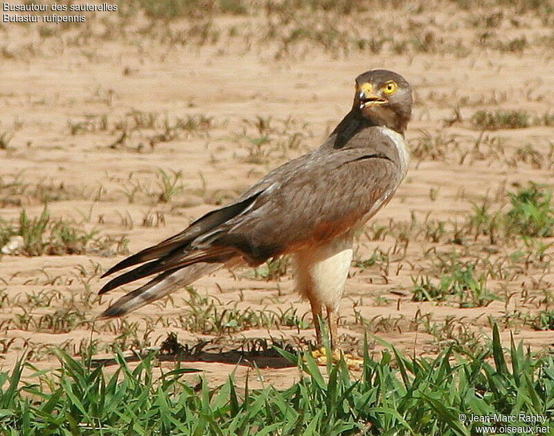 Grasshopper Buzzard