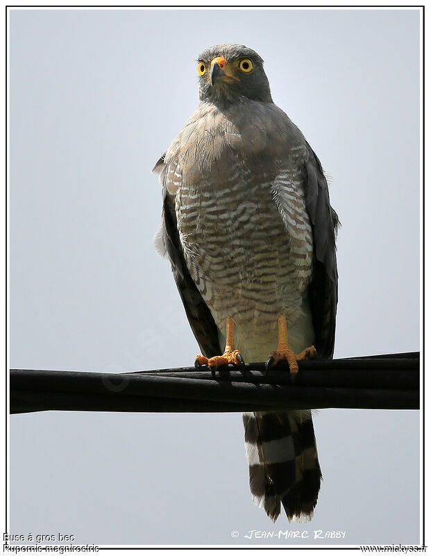 Roadside Hawk, identification