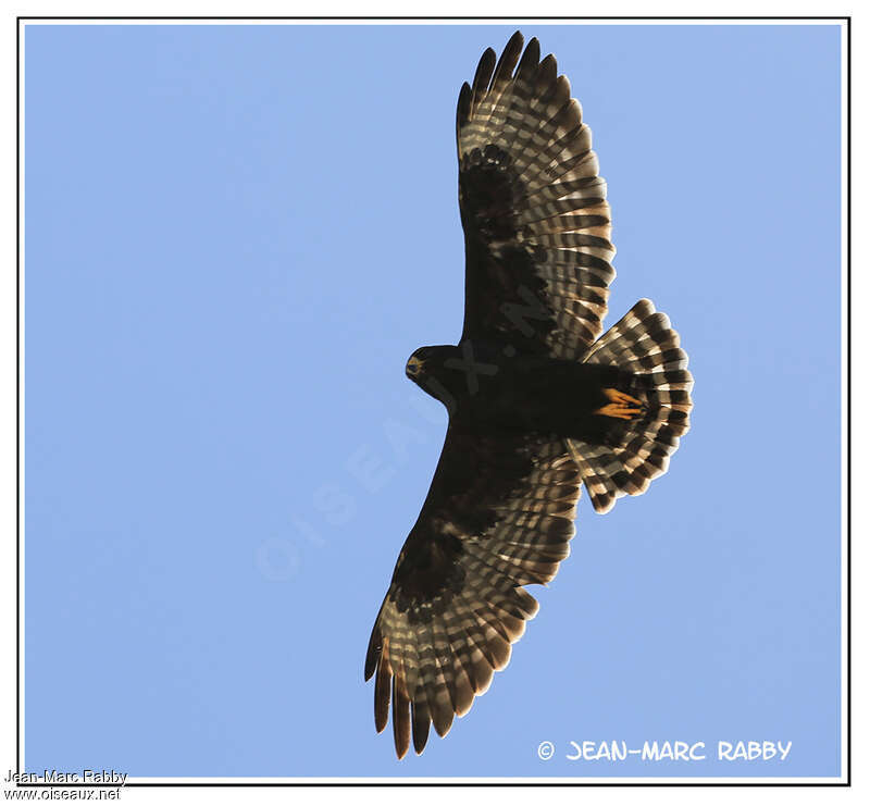 Short-tailed Hawk, Flight