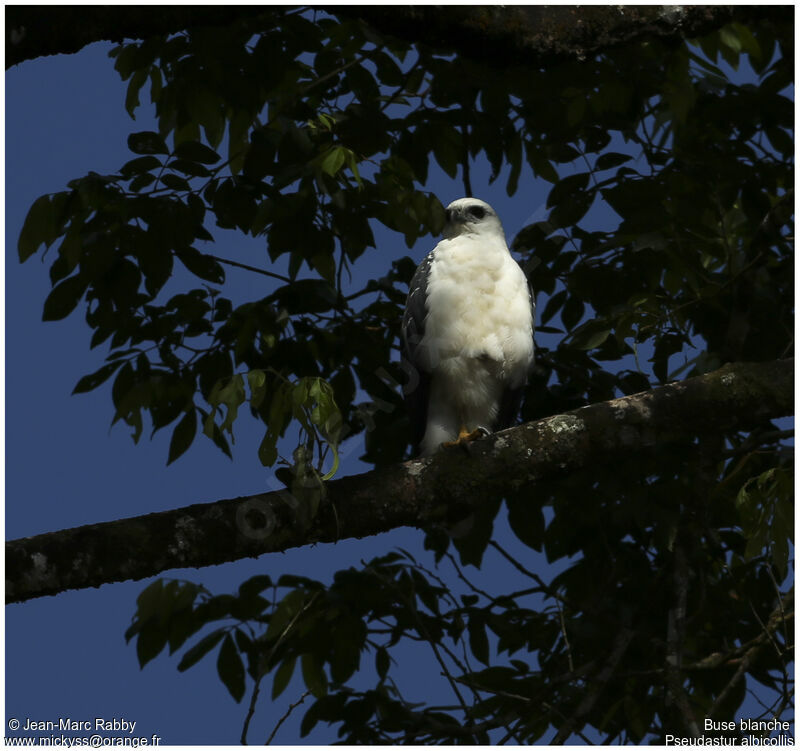 White Hawk