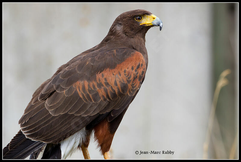 Buse de Harris femelle, identification