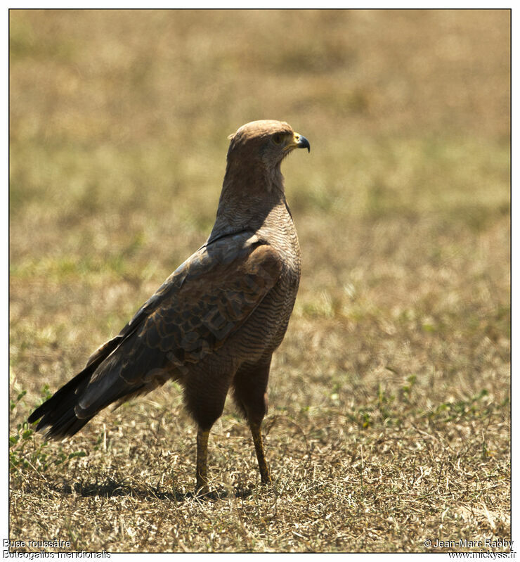 Buse roussâtre, identification