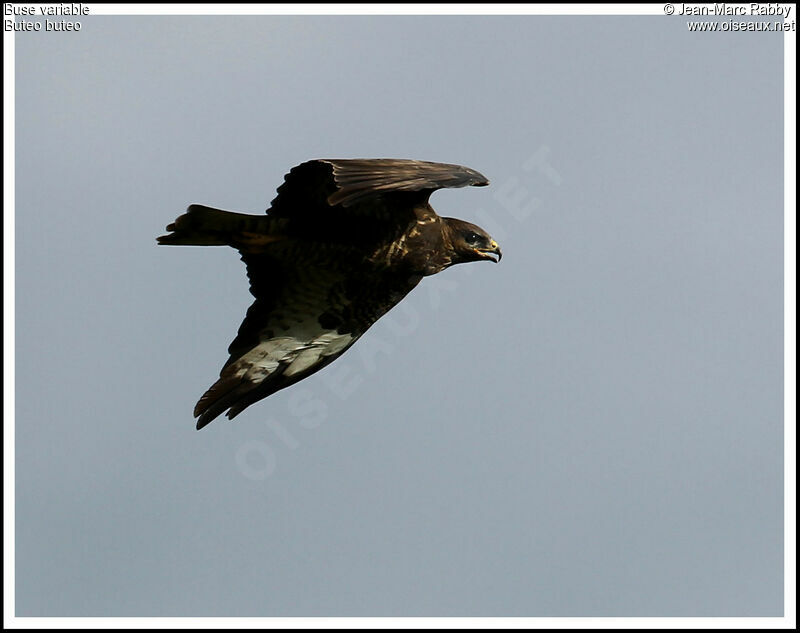 Common Buzzard, Flight