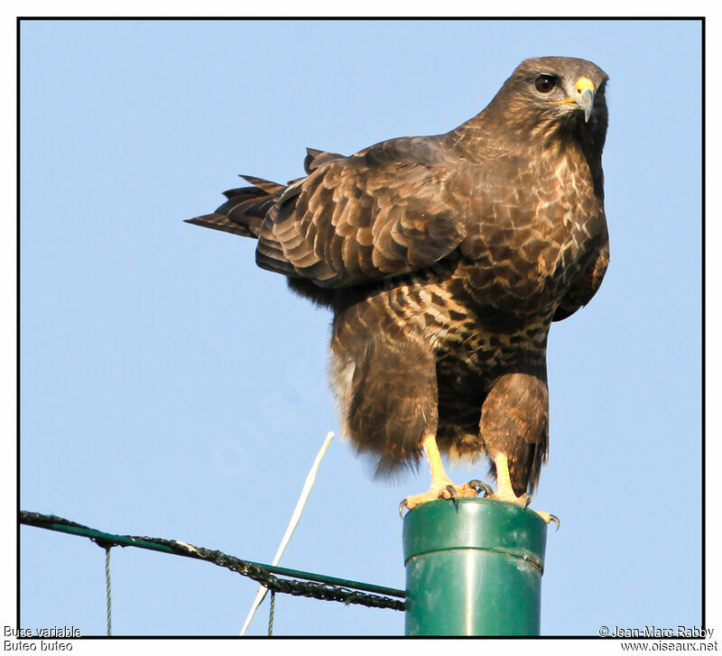 Common Buzzard, identification, Behaviour