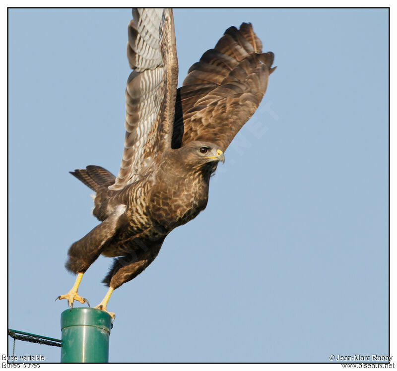 Common Buzzard, Flight