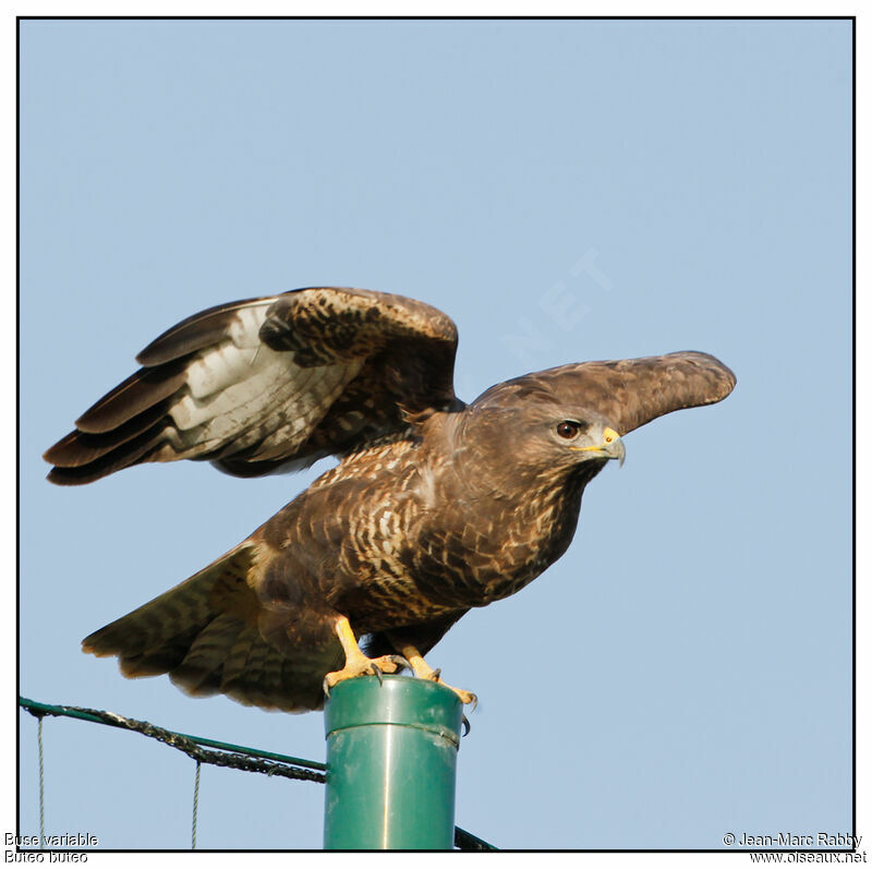 Buse variable, identification