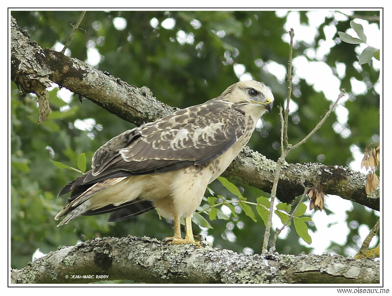 Common Buzzard, identification