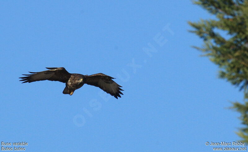 Common Buzzard, Flight